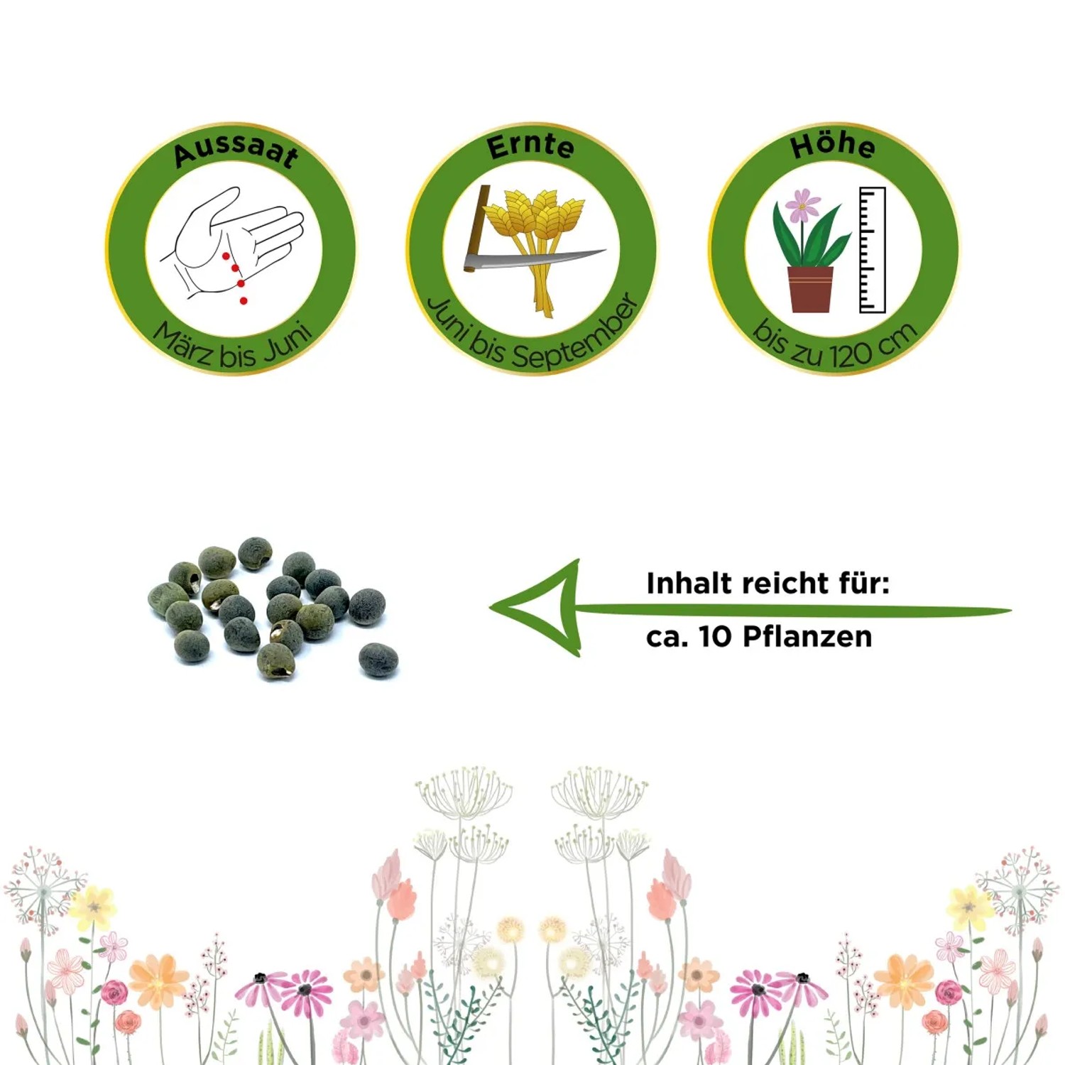 Samenliebe BIO Okra Samen Pabhoi - Ladyfinger Samenfestes BIO Saatgut 10  Samen Wo Kaufen