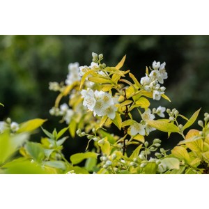 Goldgelber Duftjasmin (Philadelphus Coronarius Aureus) mit weißen Blüten und gelben Blättern.