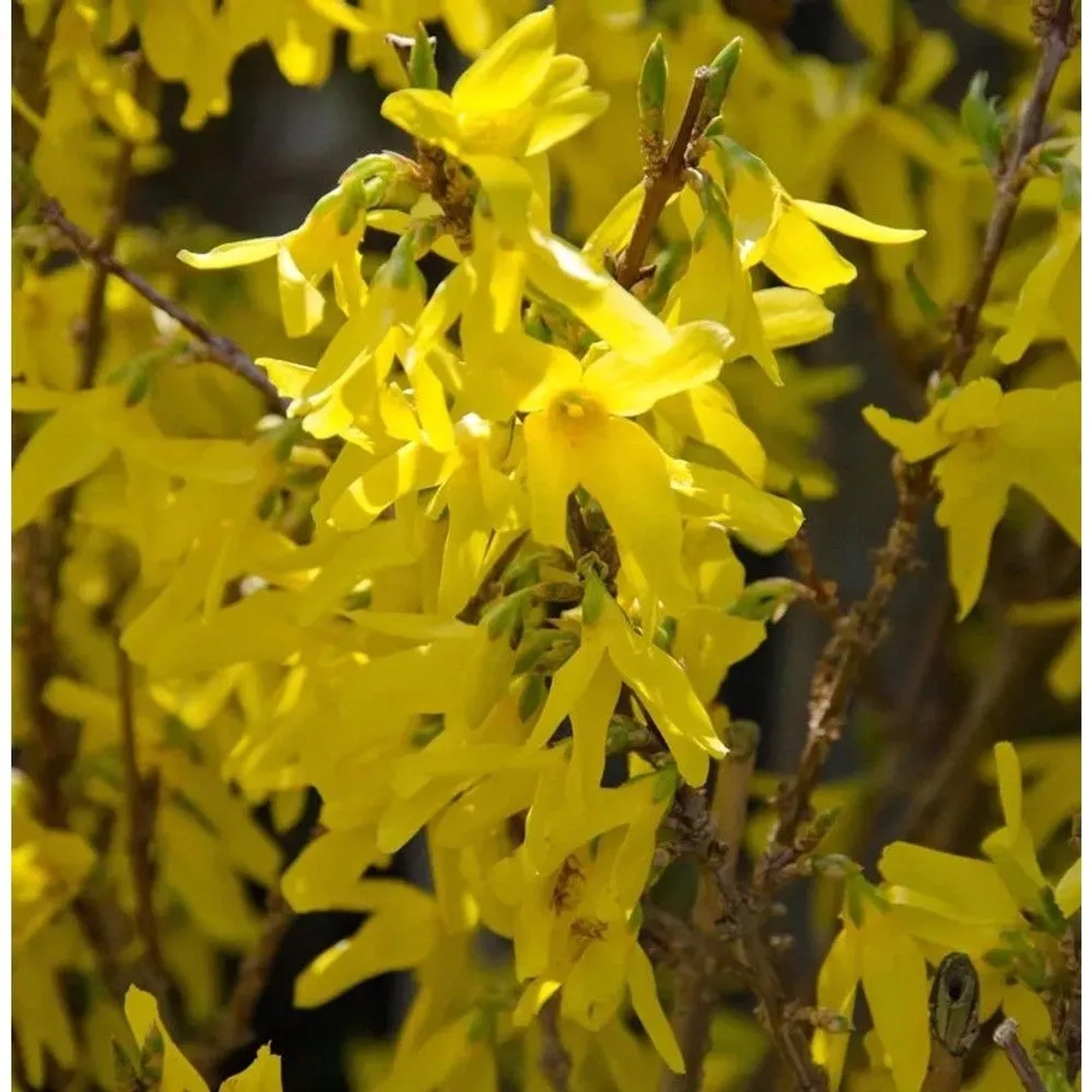 Forsythie Minigold 80-100cm - Forsythia intermedia