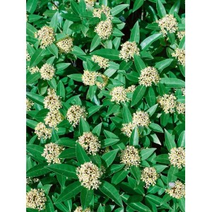 Nahaufnahme der Skimmia Japonica White Globe mit weißen Blüten und grünen Blättern.