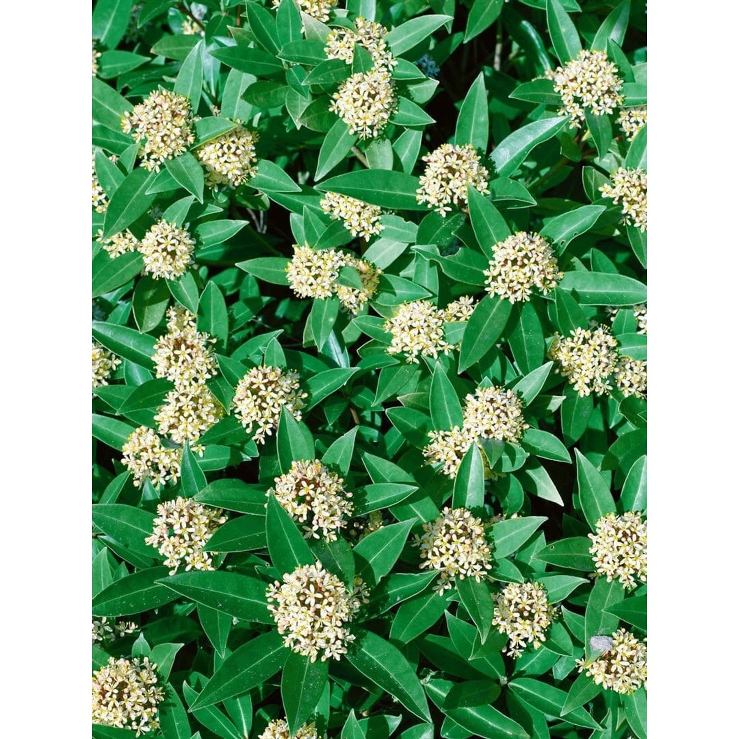 Skimmia Japonica White Globe Immergrün Weiße Blüten 30–40 cm günstig online kaufen
