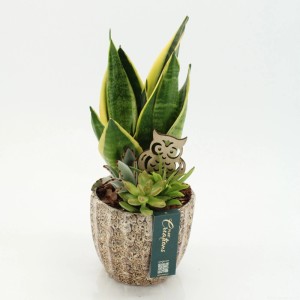 Zimmerpflanzen-Arrangement mit Bogenhanf, Sukkulenten und Holz-Eule in strukturiertem Keramiktopf, Ø 14 cm.