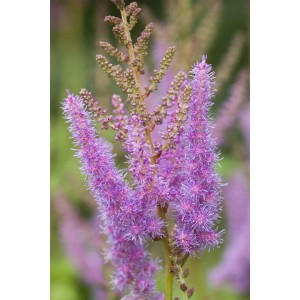 Nahaufnahme der amethystfarbenen Blütenstände einer Astilbe Prachtspiere im 9x9 cm Topf.