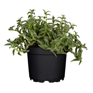 Dreimasterblume Tradescantia Sillamontana im Topf, eine pflegeleichte Grünpflanze für helle Standorte.