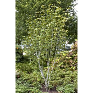 Acer Pensylvanicum Schlangenhaut-Ahorn, 50–60 cm, mit markanter Rinde und grünen Blättern.
