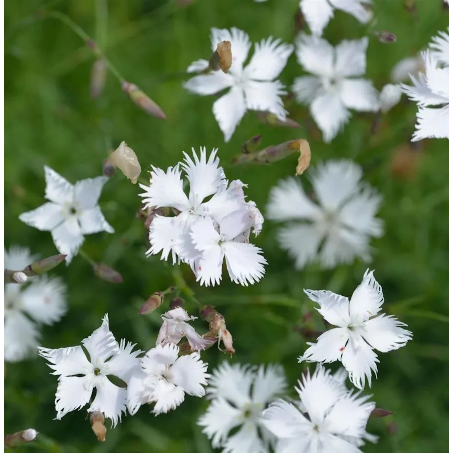 Igel Nelke - Dianthus petraeus