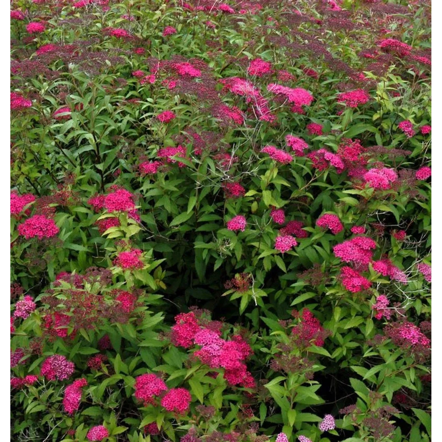 Sommerspierstrauch Double Play Doozle 30-40cm - Spiraea japonica