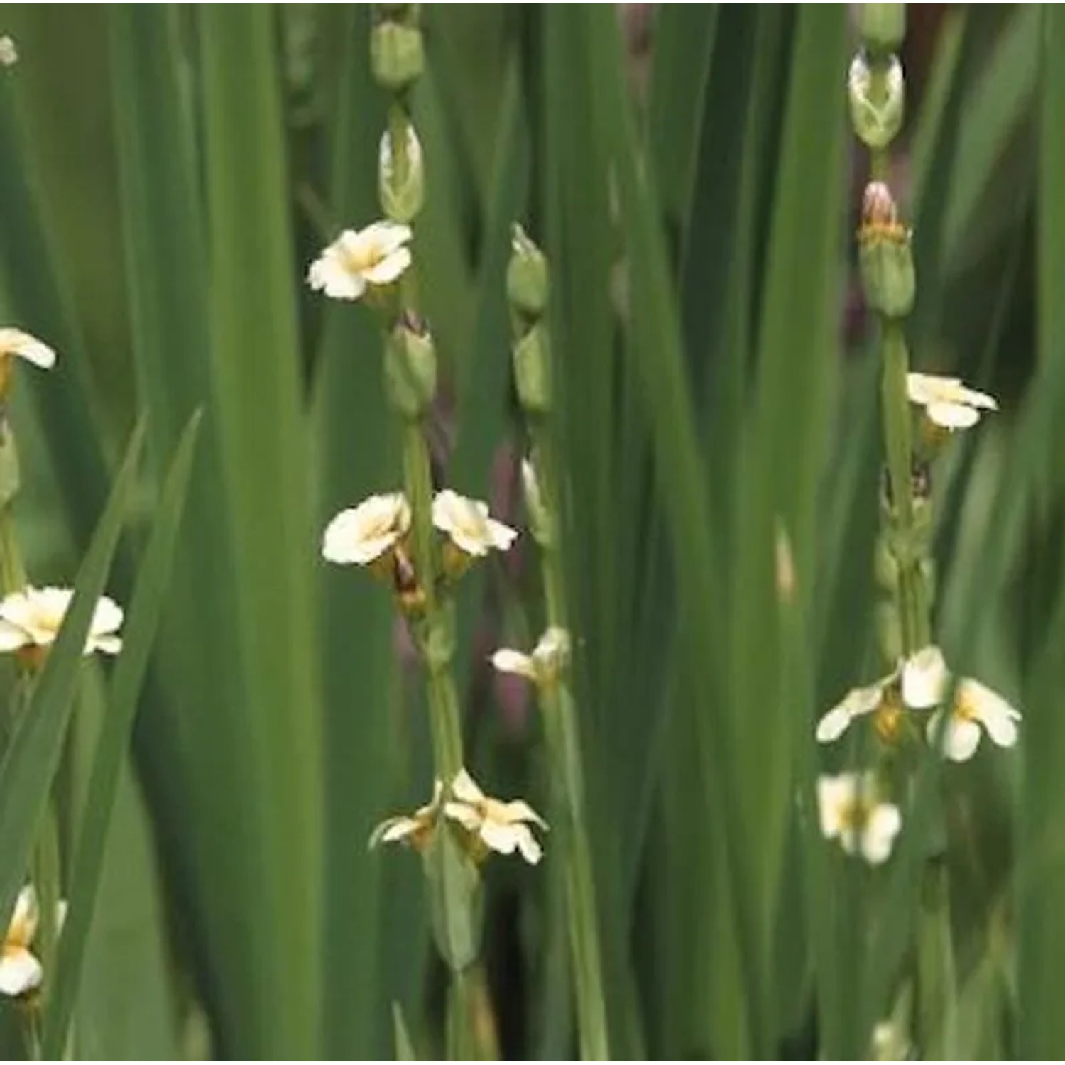 Große Binsenlilie - Sisyrinchium striatum