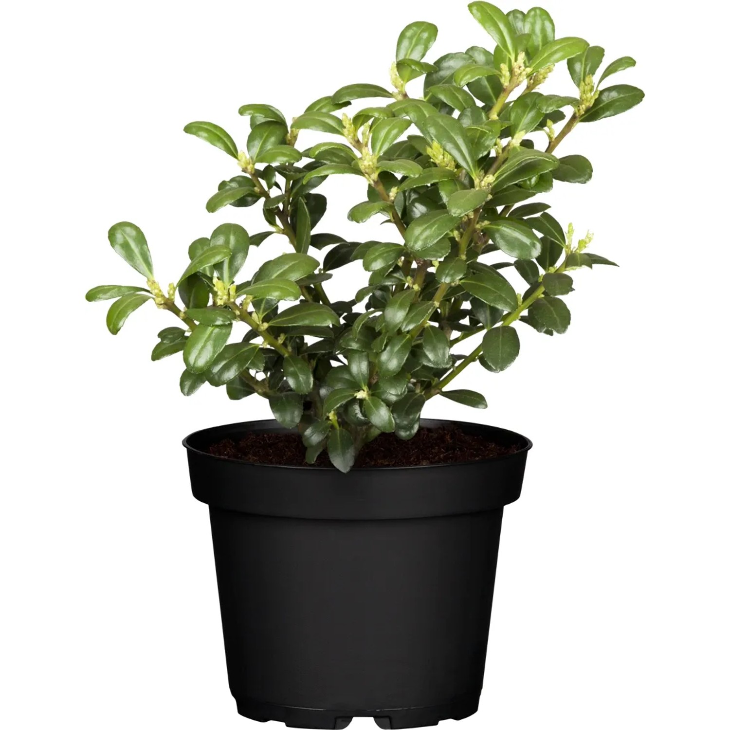 Japanische Stechpalme "Starke Typen" Hhe ca. 5 - 10 cm Topf ca. 0,5 l Ilex  kaufen bei OBI