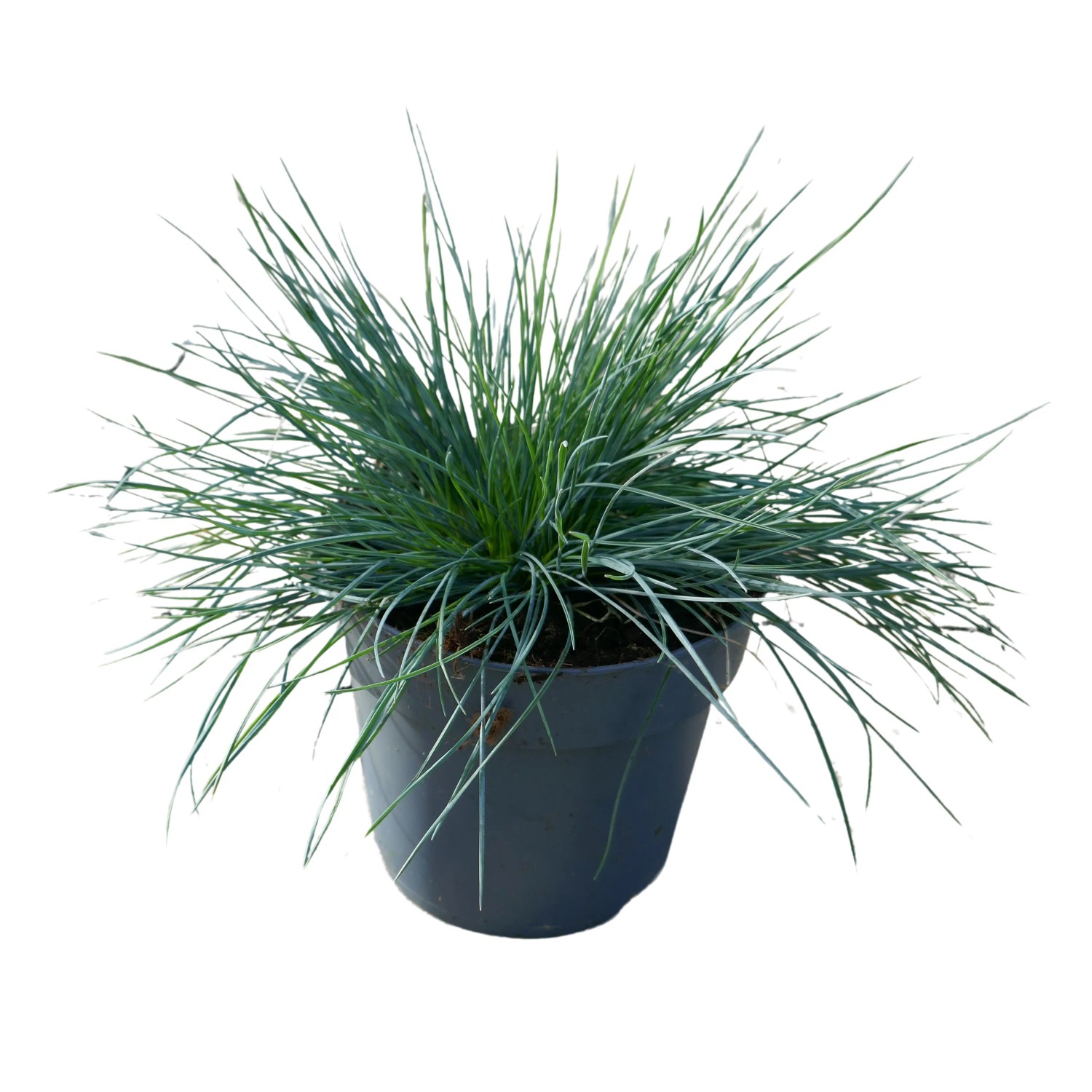 Blauschwingel Festuca glauca Cool as Ice T14