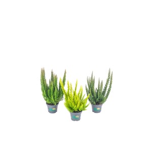 Besenheide Beauty Ladies Skyline im Topf, verschiedene Farben. Winterharte Herbstpflanze für Balkon und Garten.