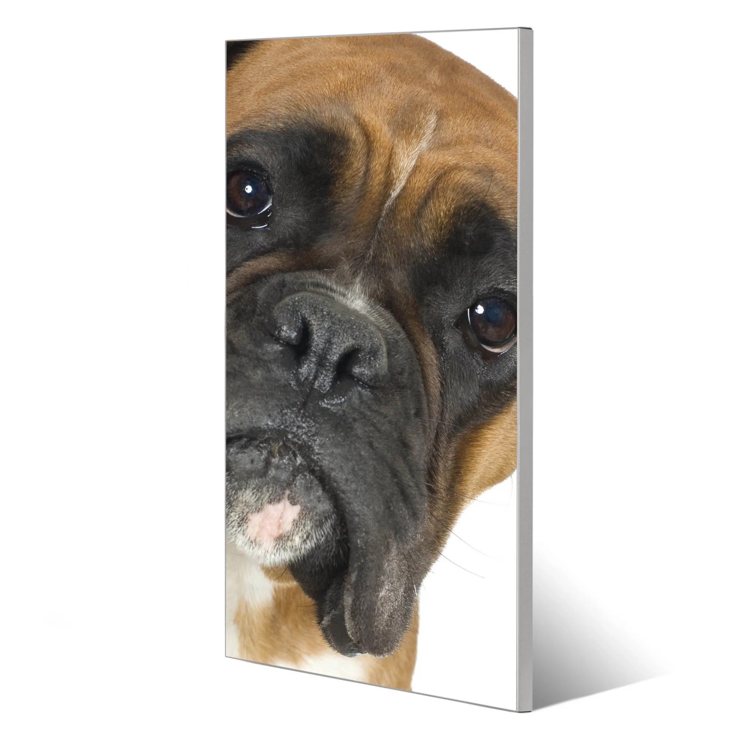 Silberne Magnettafel 37x78cm mit Boxer-Motiv als Wanddekoration inklusive 4 Magnete.