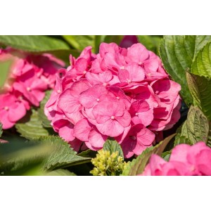 Nahaufnahme einer rosa Bauernhortensie (Hydrangea Mac. 'Bouquet Rose') mit grünen Blättern.