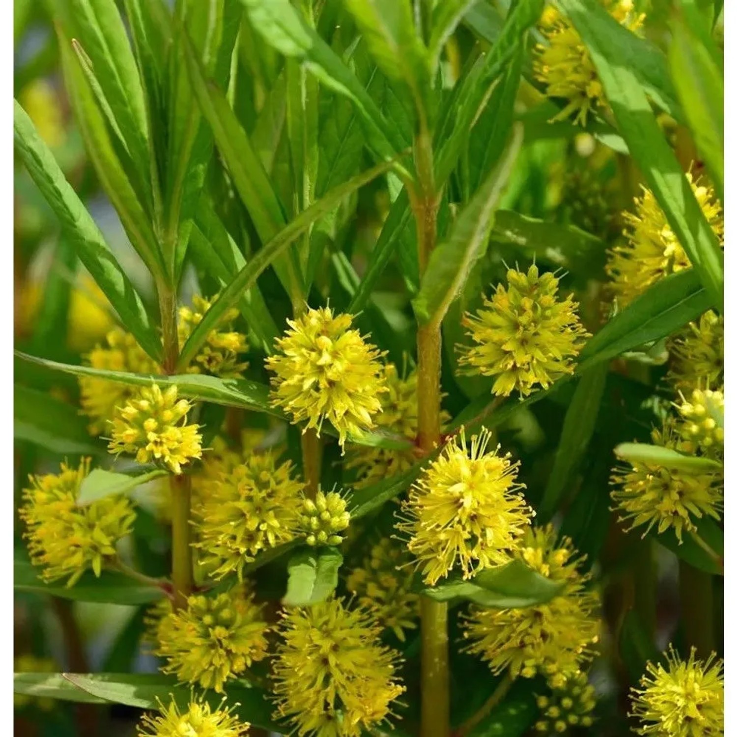 Strauß Felberich - Lysimachia thyrisflora