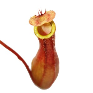 Kannenpflanze Nepenthes im 9cm Topf, eine exotische fleischfressende Pflanze.