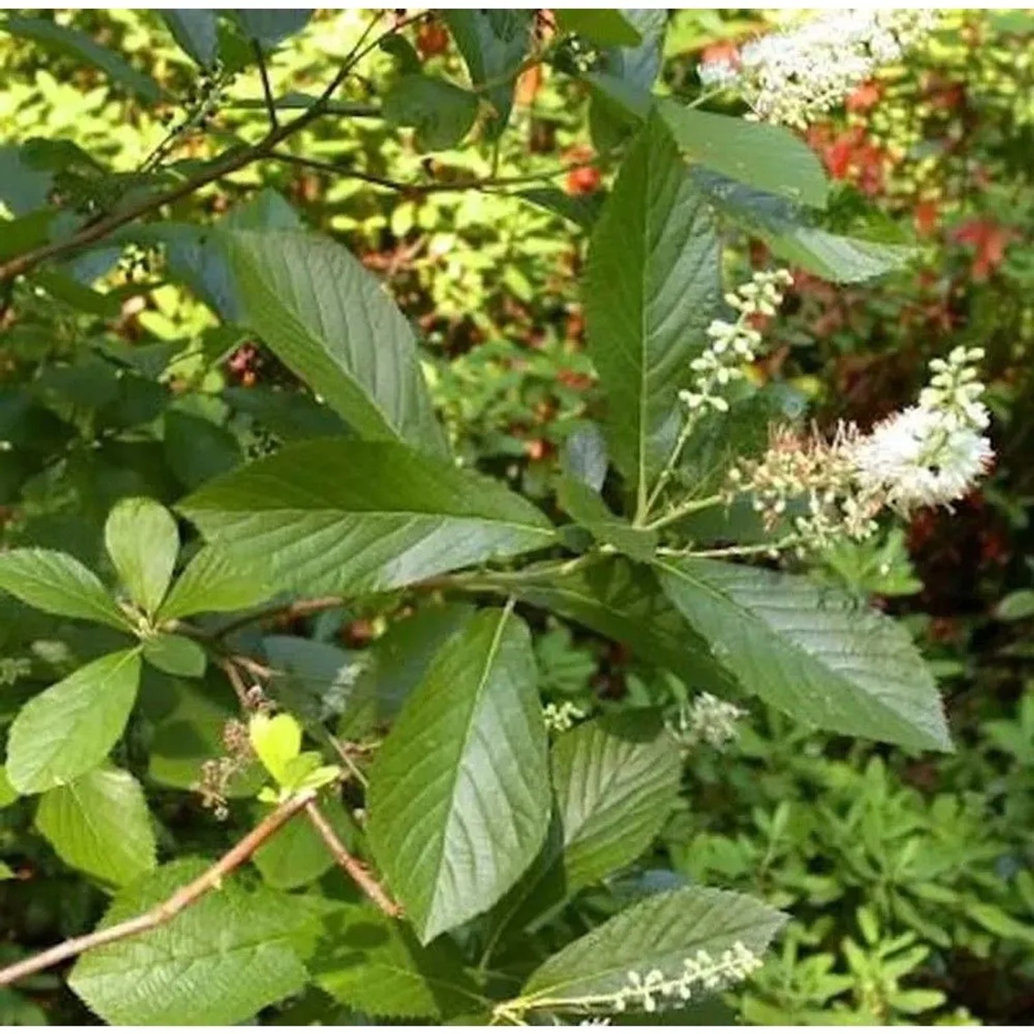 Erlen Zimterle 60-80cm - Clethra fargesii