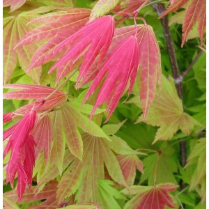 Japanischer Goldahorn 'Autumn Moon' mit rot-grünem Laub, Strauch für Garten & Kübel.