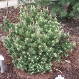 Grüne Strauchkiefer Laurin (Pinus mugo) mit Zapfen, ca. 50-60cm hoch.