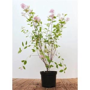 Ceanothus Pallidus Marie Simon im Topf, rosa Säckelblume, 60-80 cm hoch.