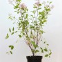 Ceanothus Pallidus Marie Simon im Topf, rosa Säckelblume, 60-80 cm hoch.