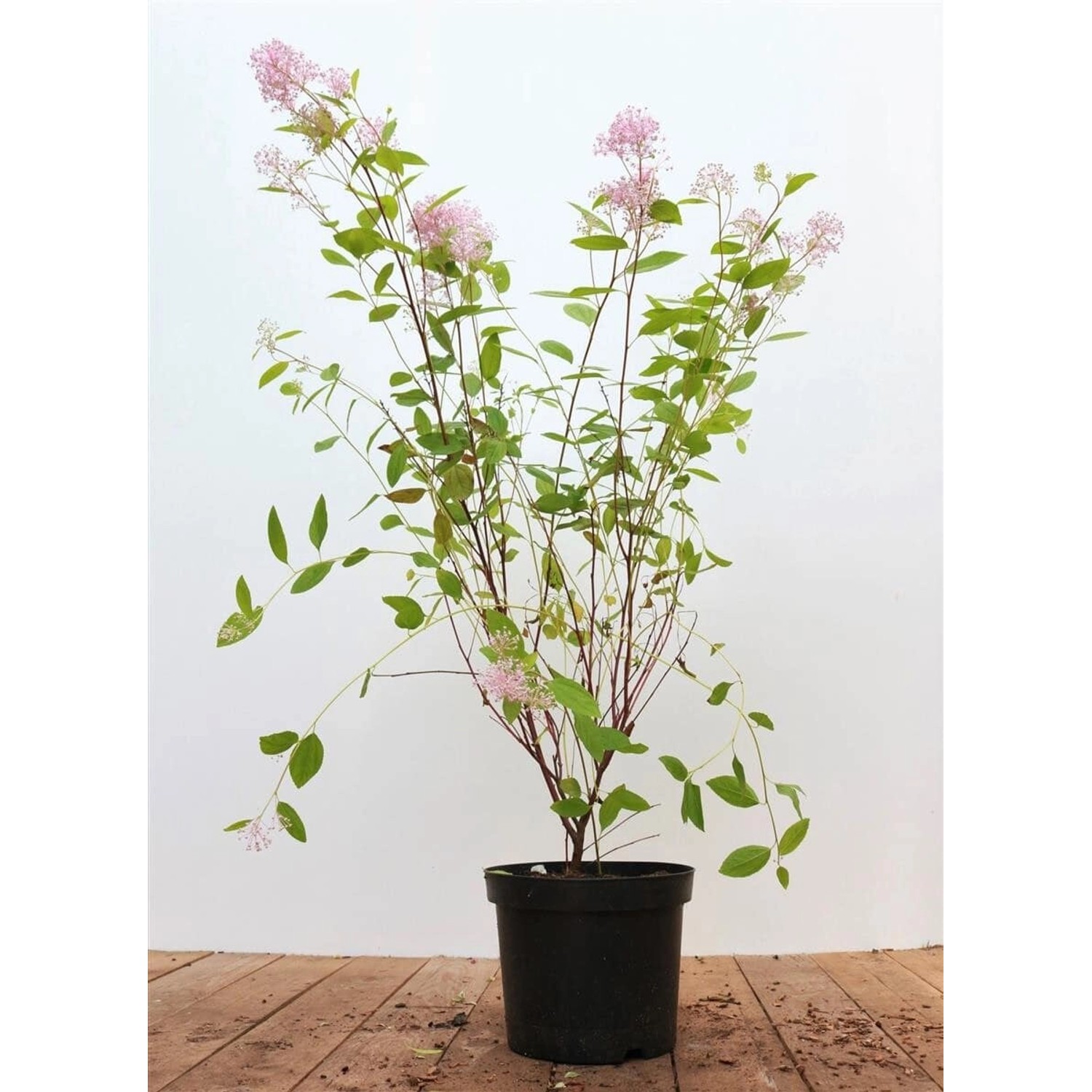Ceanothus Pallidus Marie Simon Säckelblume Rosa 60–80 cm günstig online kaufen