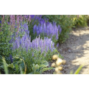 Violett blühender Steppen-Salbei 'Amethyst' im Beet, ca. 50 cm hoch.