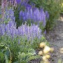 Violett blühender Steppen-Salbei 'Amethyst' im Beet, ca. 50 cm hoch.