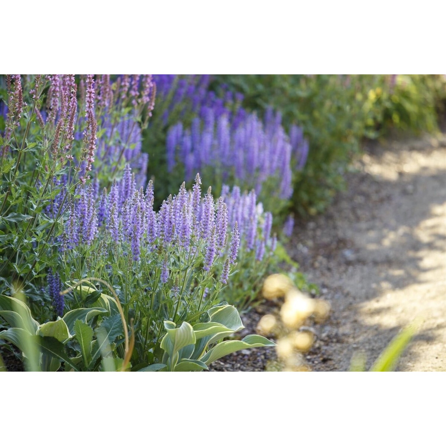 Salvia Nemorosa Amethyst Steppen-Salbei Ca. 9x9 cm Topf günstig online kaufen