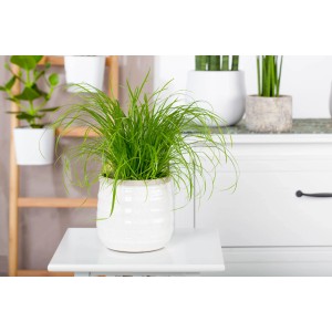 GROW by OBI Katzengras im Topf, Zypergras Cyperus alternifolius zumula, auf Tisch