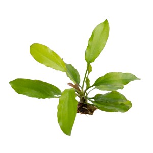 Stoffels Aquariumpflanze Echinodorus Red Diamond mit grünen Blättern.