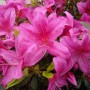 Nahaufnahme der leuchtend pinkfarbenen Blüten der Japanischen Azalee 'Purple Splendor'.