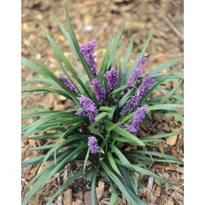 Lilientraube 'Royal Purple' im 9x9 cm Topf mit violetten Blüten und grünen Blättern.