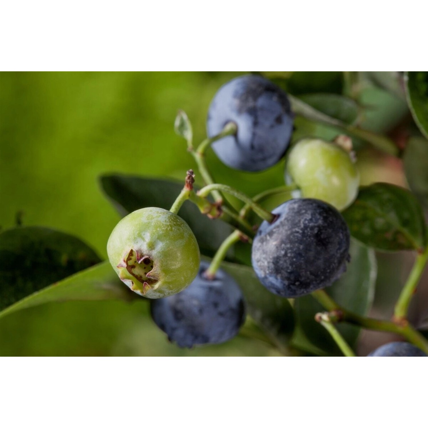 Vaccinium Corymbosum Nelson Heidelbeere 40–60 Cm Ertragreich günstig online kaufen