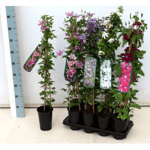 Verschiedene Clematis Waldreben im Topf, darunter die Sorte 'The President' mit violetten Blüten.