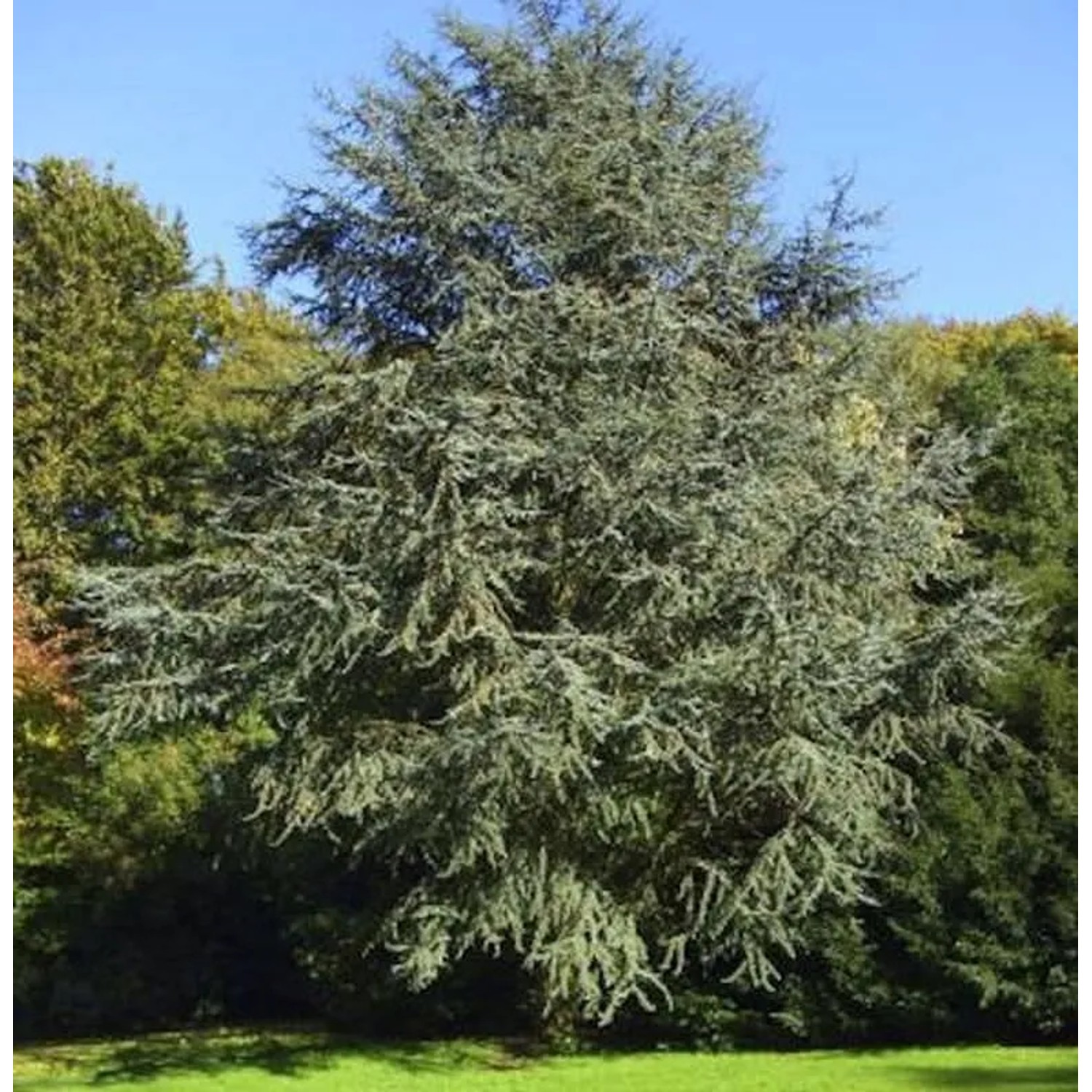 Blaue Atlaszeder 40-60cm - Cedrus atlantica