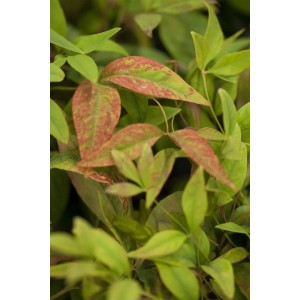 Detailaufnahme des Himmelsbambus 'Firepower' mit rot gefärbten Blättern.