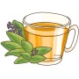 Illustration: Tasse Salbeitee mit frischem Bio-Salbei. Küchenkräuter für Tee.