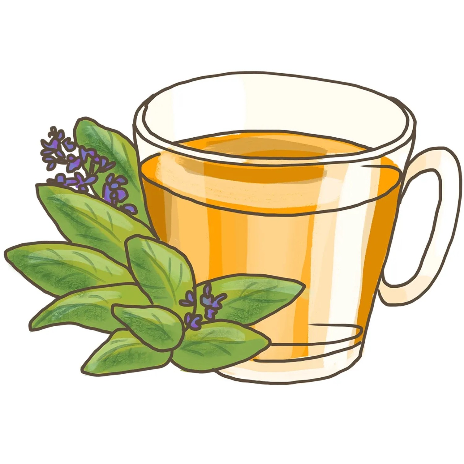Illustration: Tasse Salbeitee mit frischem Bio-Salbei. Küchenkräuter für Tee.