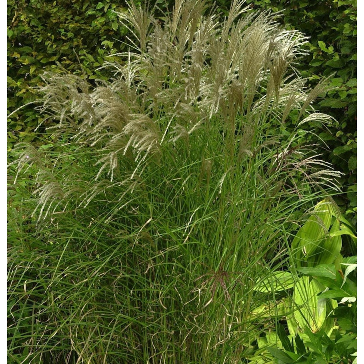 Chinaschilf Kleine Fontäne - XXXL Topf - Miscanthus sinensis günstig online kaufen