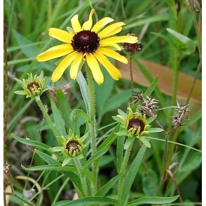 Missouri Sonnenhut - Rudbeckia missouriensis