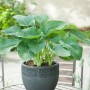 Grüne Funkie (Hosta) im Topf, ca. 17 cm Durchmesser, für Terrasse und Beet.
