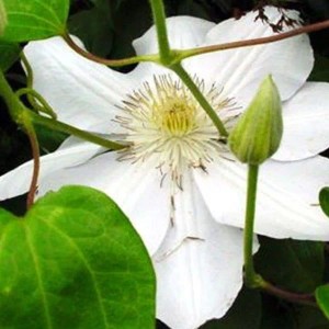 Waldrebe 'Mevrouw Le Coultre' Clematis 50 bis 60 cm im Container Großblumig
