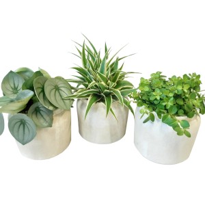 Grünpflanzen-Set im Keramiktopf, verschiedene Sorten, ca. 25 cm hoch.