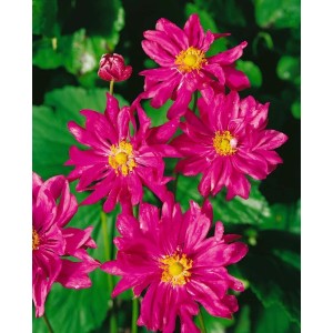 Rosa blühende Herbstanemone 'Prinz Heinrich' im 9x9 cm Topf.