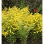 Foto der Zwerg-Goldrute 'Goldzwerg' (Solidago virgaurea) mit leuchtend gelben Blüten.