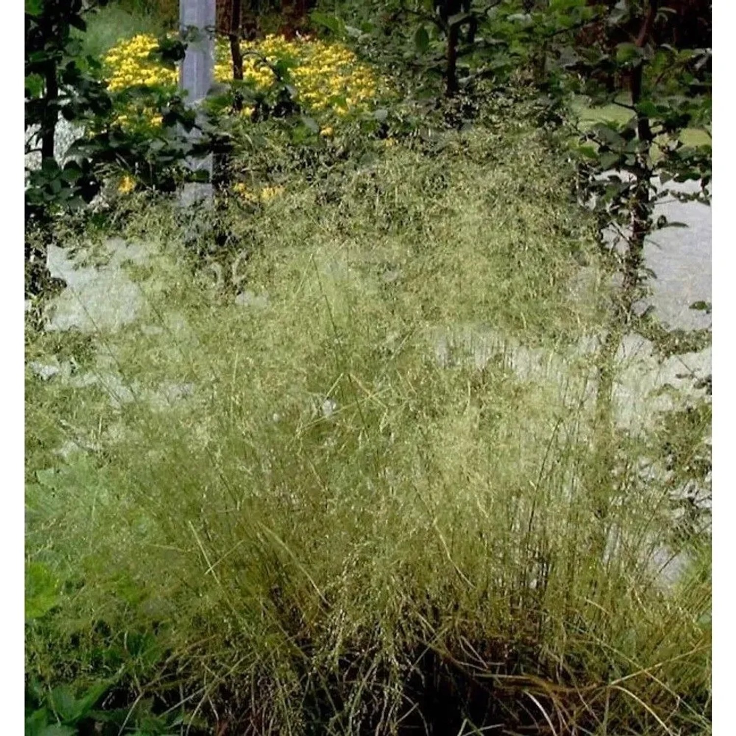 Waldschmiele Tardiflora - Deschampsia
