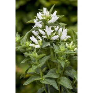 Nahaufnahme der weißen Knäuelglockenblume (Campanula Glomerata Alba) im 9x9 cm Topf.