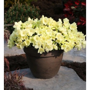 Zwerg-Rhododendron Wren im Topf, gelbe Blüten. Rhododendron ludlowii.