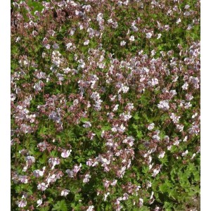 Storchenschnabel Lohfelden - Geranium cantabrigiense