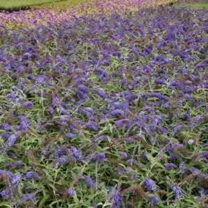 Sommerflieder 'Adonis Blue' Buddleja davidii 30 bis 40 cm im Container